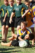 3 May 2012, Bulletjie rugby, Hennie Homann, Laerskool Witrivier, Nellies, SPORT, boys, junior rugby, laerskool nelspruit, seuns, thursday, u/8 rugby, white river primary